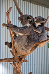 koala with joey on her back