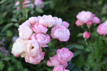 ピンク色のたくさんの薔薇の花