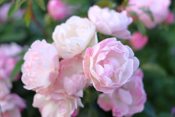 ピンク色のたくさんの薔薇の花	