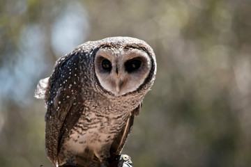 masked owl cllose up