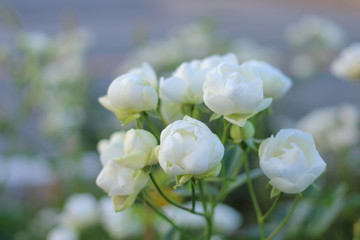 白色のたくさんの薔薇の花