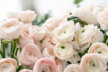 Persian buttercup in glass vases. Bunch pale pink ranunculus flowers light background. Wallpaper....