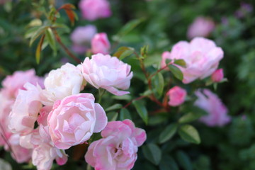 Fototapeta na wymiar ピンク色のたくさんの薔薇の花