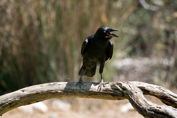 an Australian raven walking on the grass