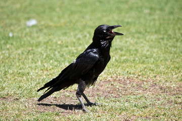 an Australian raven walking on the grass