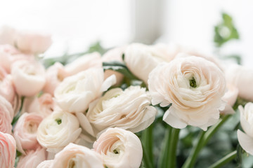 Persian buttercup in glass vases. Bunch pale pink ranunculus flowers light background. Wallpaper. Winter season flowers