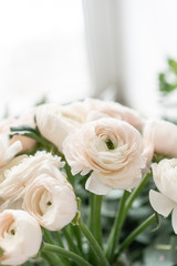 Persian buttercup in glass vases. Bunch pale pink ranunculus flowers light background. Wallpaper. Winter season flowers