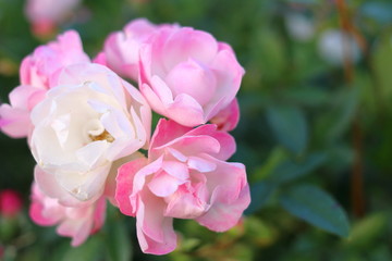 ピンク色のたくさんの薔薇の花	