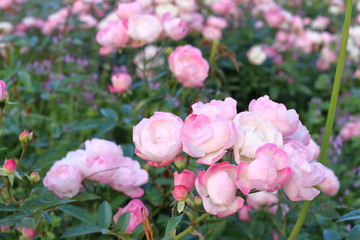 ピンク色のたくさんの薔薇の花	