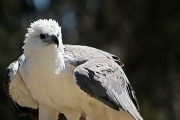 a sea eagle  wind blown