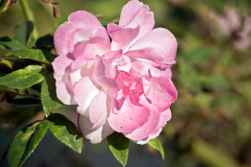 Obraz premium a lovely pink rose