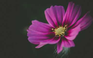 pink flower