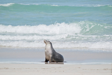 sea lion on the beach at Seal Bay