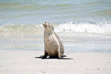 Obraz premium sea lion on the beach at Seal Bay