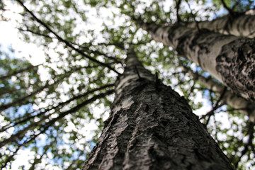 tree in forest