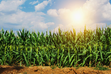 corn growing in plantation with sun and blue sky