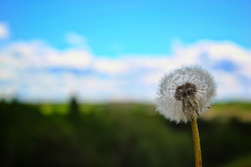 Fototapeta na wymiar dandelion on a background of blue sky