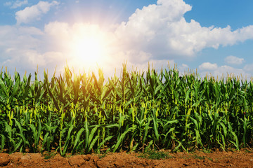 corn growing in plantation with sun and blue sky