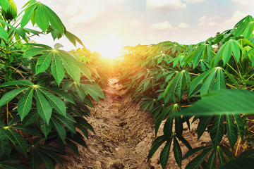 cassava tree in farm and sunset