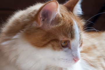 Close up portrait of a red cat with white spots looking sideways.