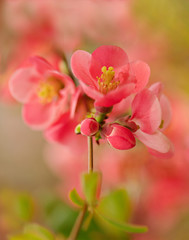 Fototapeta premium Spring time. Blooming pink branches. Macro, blur effect and selective focus