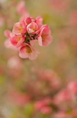 Fototapeta na wymiar Spring time. Blooming pink branches. Macro, blur effect and selective focus