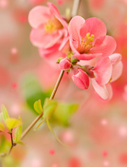 Obraz premium Spring time. Blooming pink branches. Macro, blur effect and selective focus