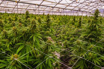 Cannabis Field In A Greenhouse