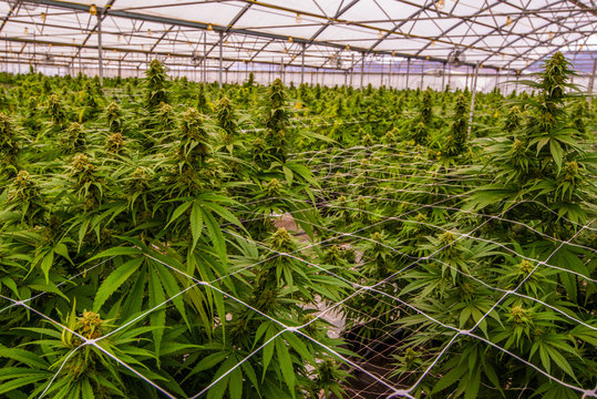 Cannabis Field In A Greenhouse