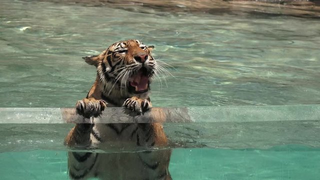 Bengal Tigers swimming underwater