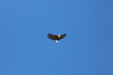 Afrikanischer Fischadler