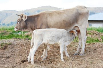 Little calf drinking milk of his mother cow.