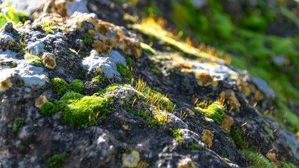 Obraz na płótnie Canvas Old stone covered with lichen and flowering moss in the sun