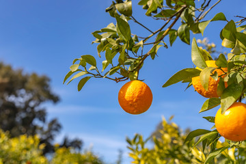 A branch with ripe tangerines close-up on a blurred background