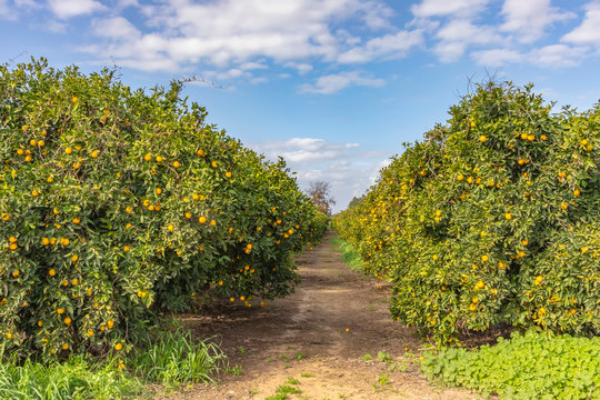 View of rows of trees with ripe oranges against a blue sky with clouds