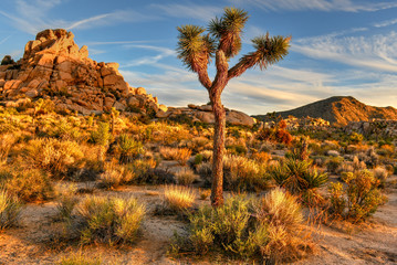 Joshua Tree National Park