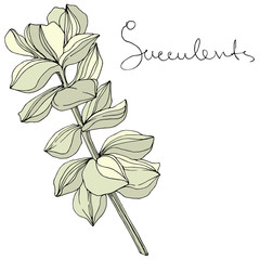 Vector Succulent floral botanical flower. Engraved ink art. Isolated succulents illustration element.