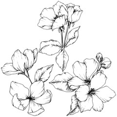 Vector Apple blossom floral botanical flower. Black and white engraved ink art. Isolated flowers illustration element.