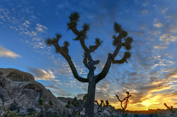 Joshua Tree National Park