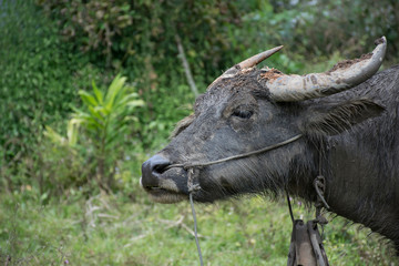 close up water buffalo on green background , asia thailand