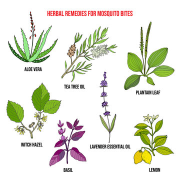 Best herbal remedies for mosquito bites