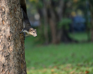 Fototapeta premium squirrel on a tree