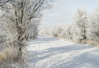 Snow-covered road in the forest belt