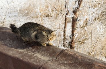 Beautiful homeless cat sitting on a pipe