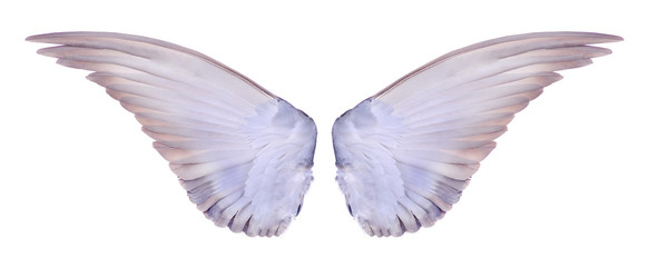 wing of birds on white background