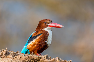 White Throated Kingfisher on the lookout 