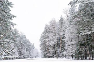 Snowy frozen winter road. Monochrome winter forest landscape.