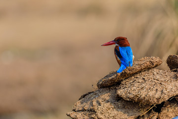 White Throated Kingfisher perched on a dung heap