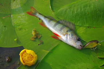 Perch caught on spinning. Fishing