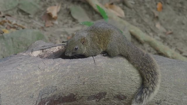 Pallas's squirrel, Callosciurus erythraeus, Single mammal on branch, Taiwan, January 2019